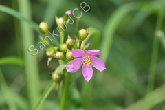 Talinum portulacifolium